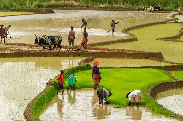 Rice field in Madagascar