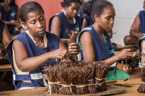 Vanilla bean production workers in Madagascar