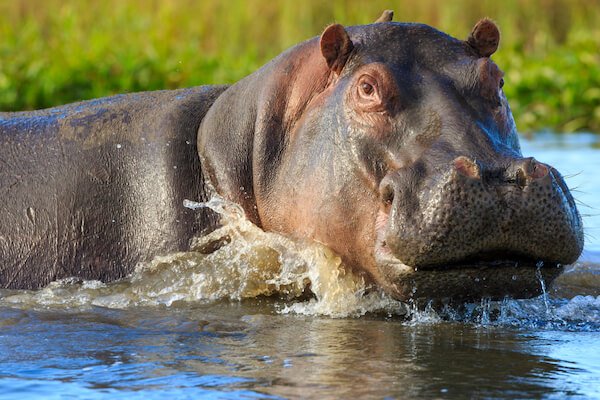 malawi hippo