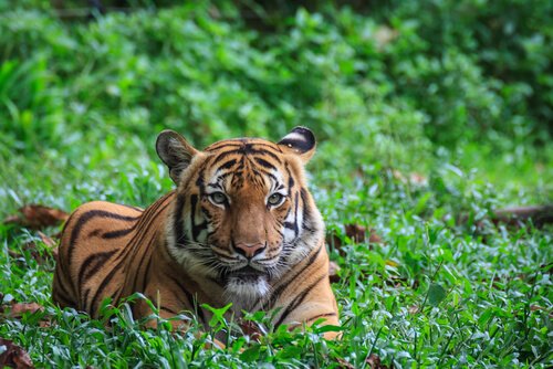 Malayan tiger