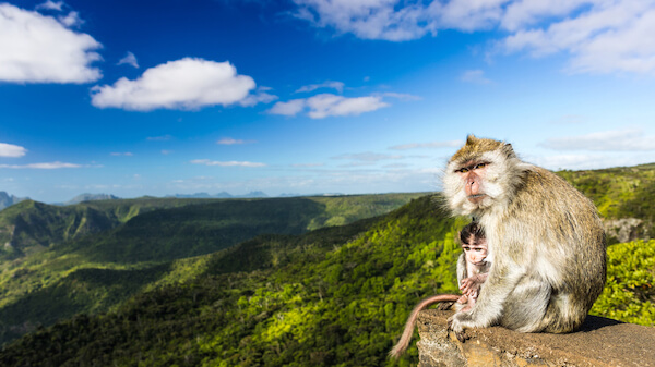 mauritius black river gorge