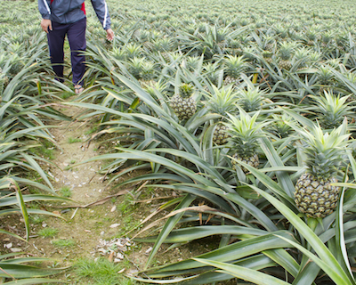Pineapples grow in bushes