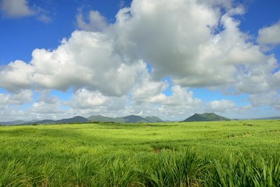 Sugarcane field in Mauritius
