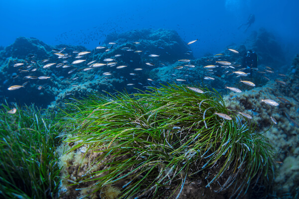 mediterranean seagrass