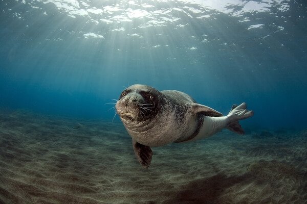 mediterranean monk seal