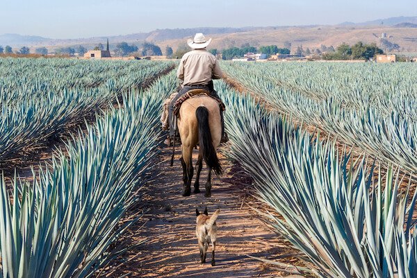 Mexico Agave fields