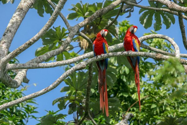 mexico scarlet macaws