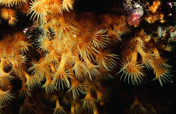 micronesia reef anemone