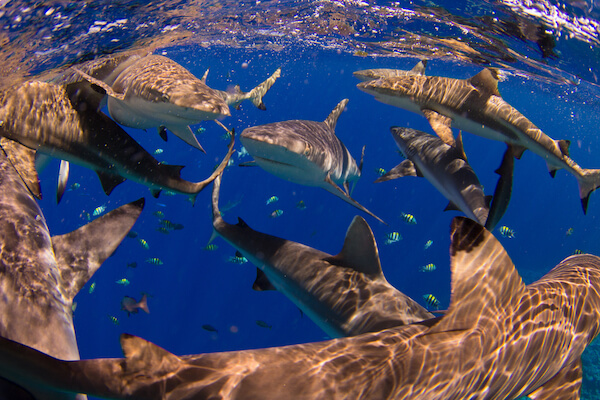 micronesia sharks