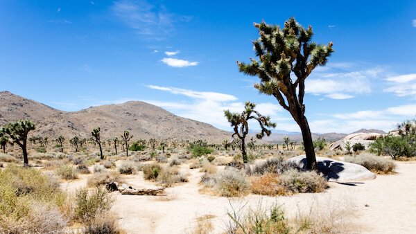 Cacti and Joshua Trees in the Mojave Desert/USA