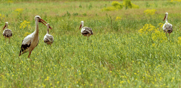 moldova storks