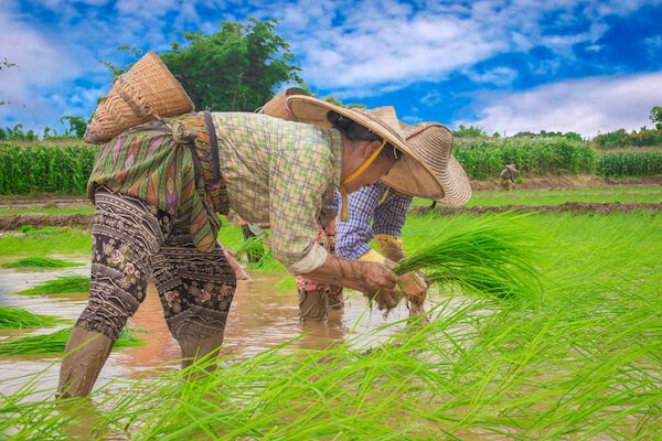 myanmar rice farmers Sai Kyan Mine ssk