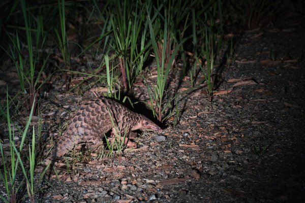 myanmar pangolin