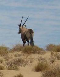 Oryx