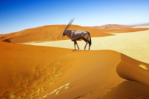 Namibia Facts Oryx in the Namib Desert