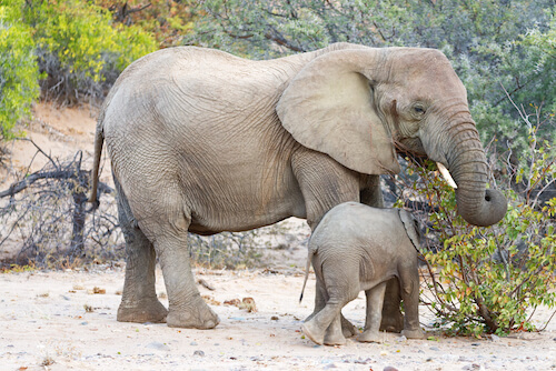 African elephant with calf (baby)