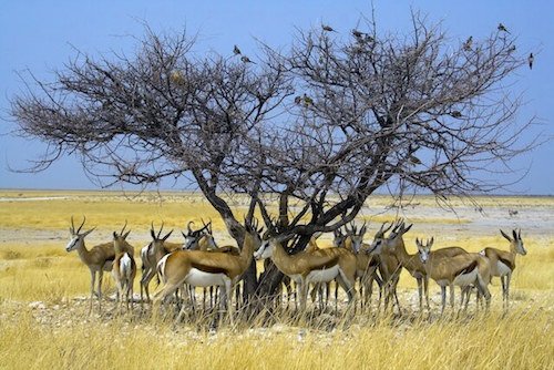 springboks under tree in Etosha