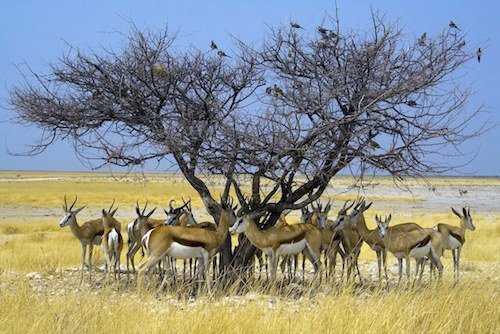 Namibia facts for Kids