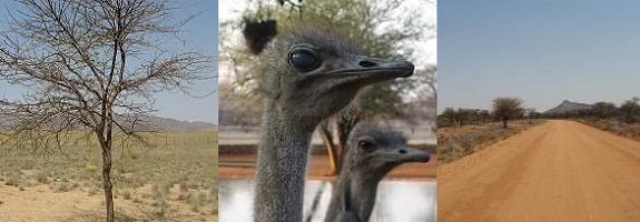 Namibia desert and ostriches