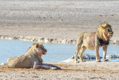 Lions in Etosha