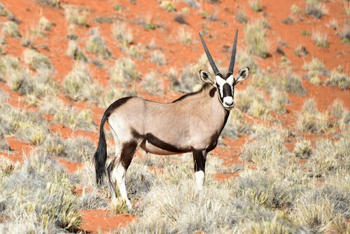 animals in namibia for kids by kids world travel guide