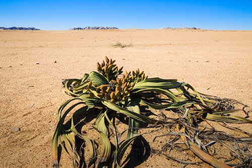 Welwitschia plant in Namibia - image by shutterstock.com