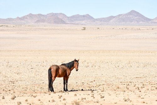 Wild horse in the Namibian desert