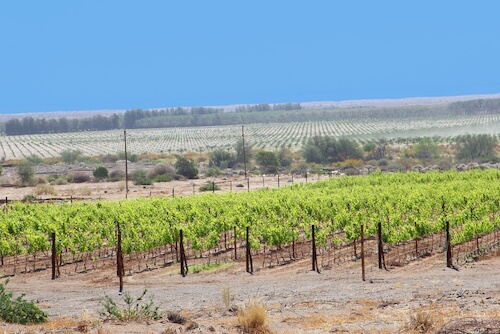 Namibian vineyards - shutterstock