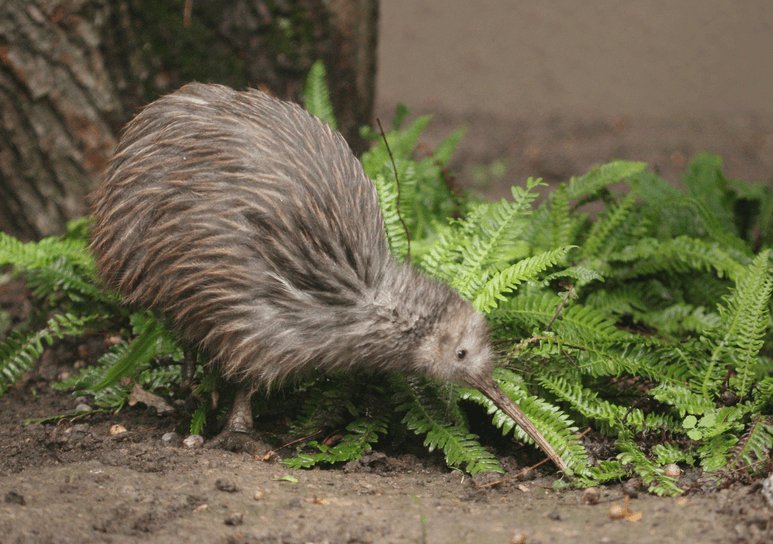 New Zealand Kiwi and fern