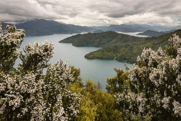 New Zealand landscape with manuka trees