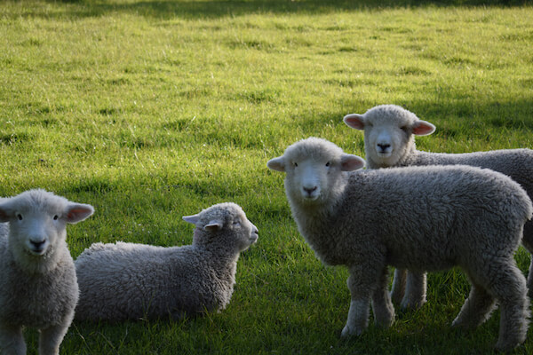 Romney sheep in New Zealand