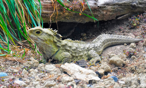 Tuatara reptile in New Zealand