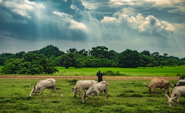 Cattle in Nigeria - image by Alucardion/shutterstock.com