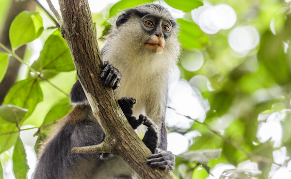 Monkey in Nigeria