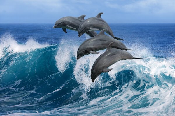 Dauphins qui gambadent dans le plus grand océan du monde, l'océan Pacifique's biggest ocean, the Pacific Ocean