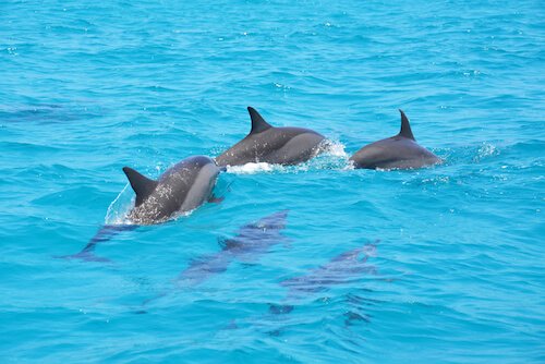 Pacific Ocean dolphins by Jeremy Red