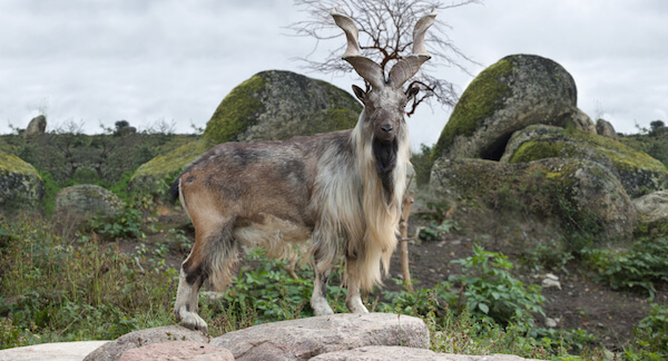 Markhor