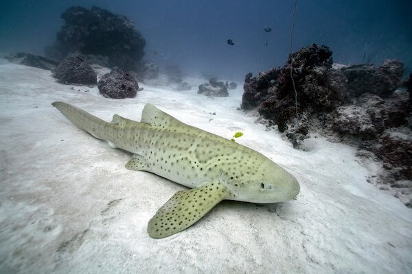 palau_spotted leopard shark