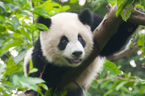 Young giant panda