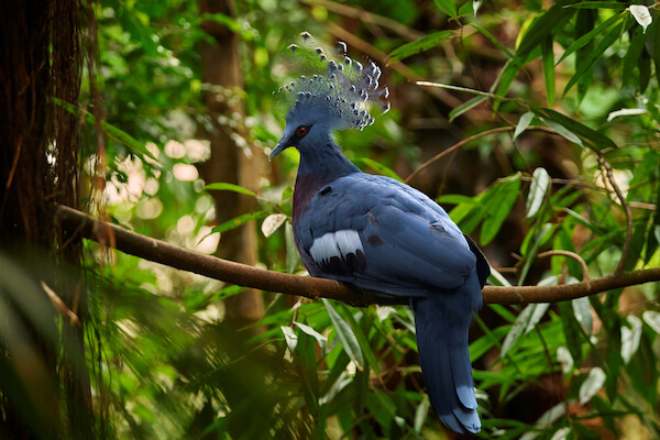 Crowned Victoria pigeon