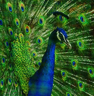 peacock