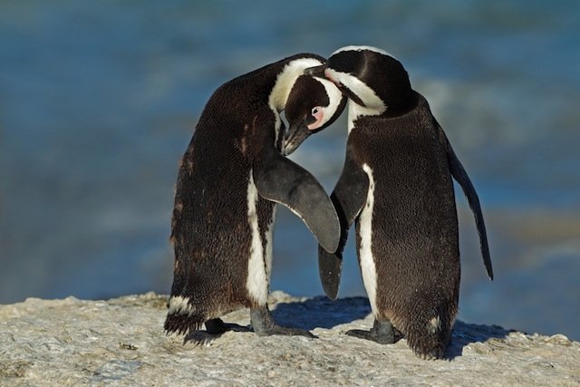 African penguin couple