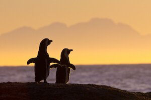 penguins at sunset in Cape Town