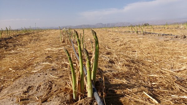 Peru asperges in veld