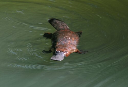 Swimming platypus