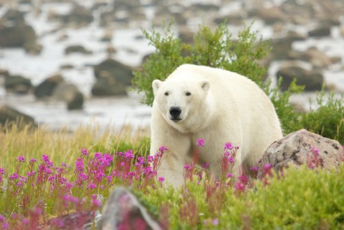 Polar Bear at Hudson Bay by CHBaum at Shutterstock