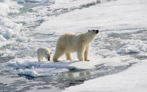 Polar bear with cub