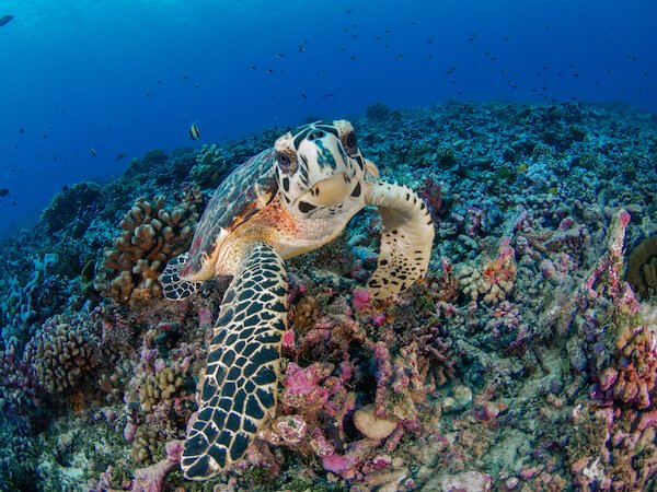 Turtle in Polynesian waters