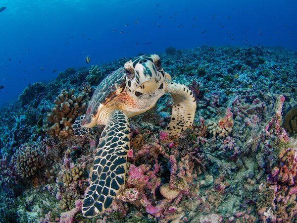 Tuvalu Turtle Oceania