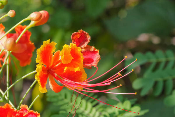 Pride of Barbados: national flower